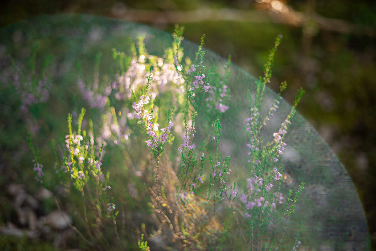 Солнечный лучик, пробившийся сквозь лесные ветви, решил скрасить моё фото :) - Анастасия Фотографовна Солнечный лучик, пробившийся сквозь лесные ветви, решил скрасить моё фото :) - Анастасия Фотографовна
