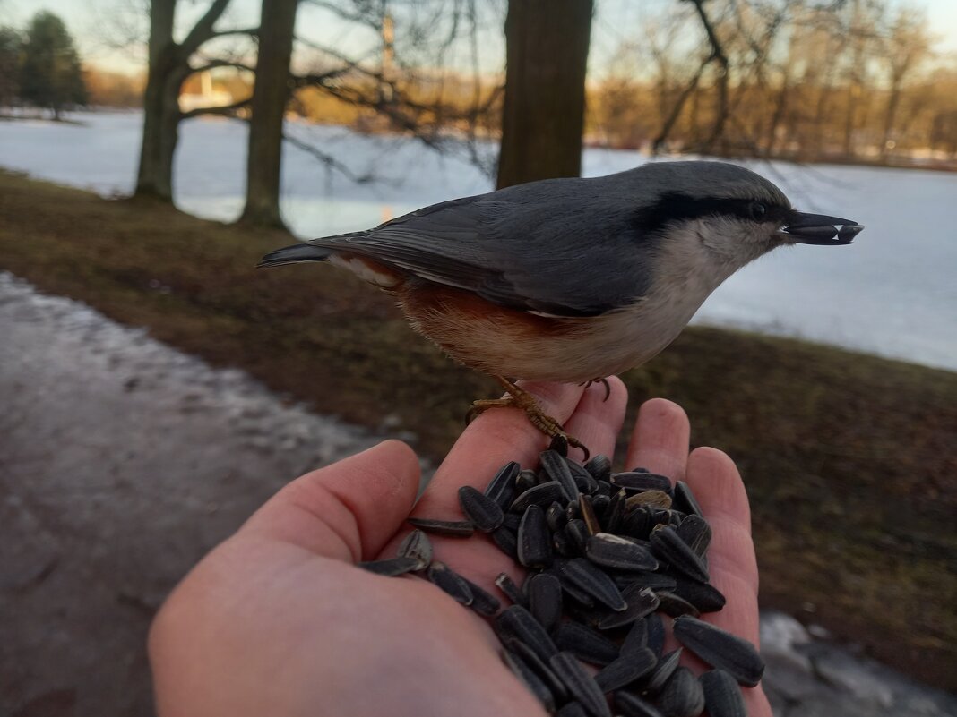 Поползень - Сапсан 
