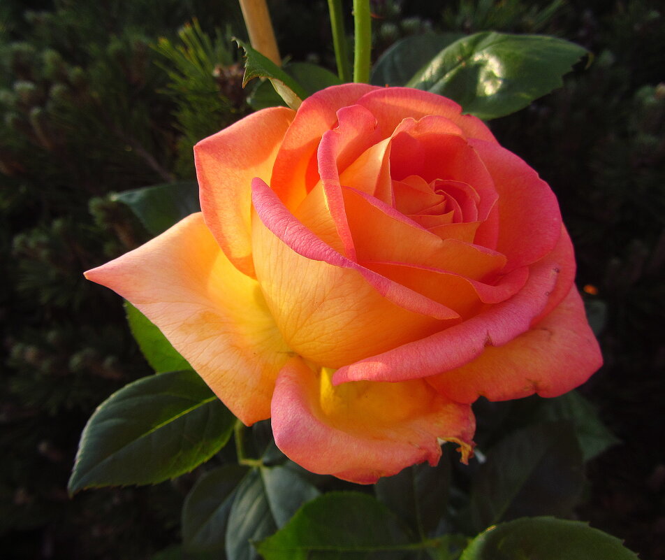 С праздником вас, дорогие и любимые! - Андрей Лукьянов С праздником вас, дорогие и любимые! - Андрей Лукьянов