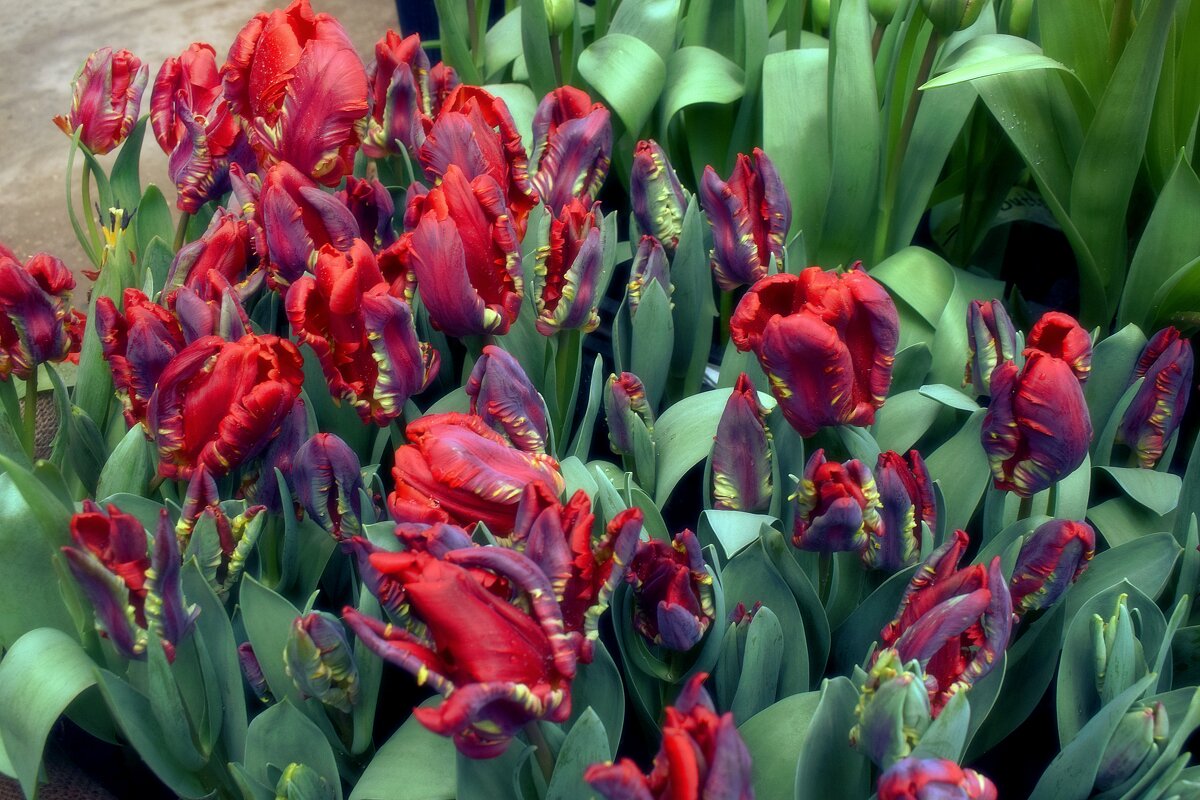 Тюльпаны попугайчики. - Татьяна Помогалова