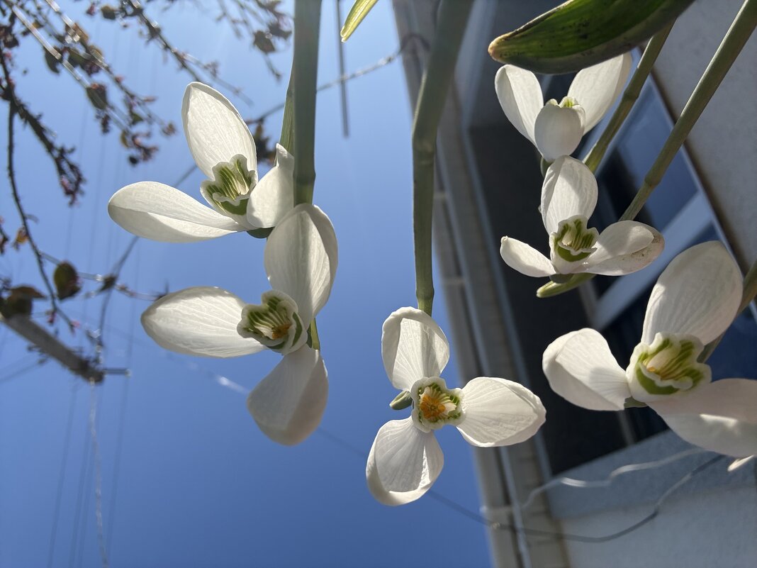 Подснежники - Валентина . Подснежники - Валентина .