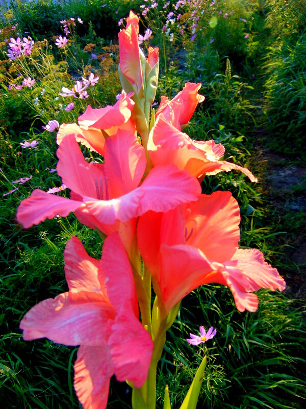 Гладиолус. - nadyasilyuk Вознюк Гладиолус. - nadyasilyuk Вознюк