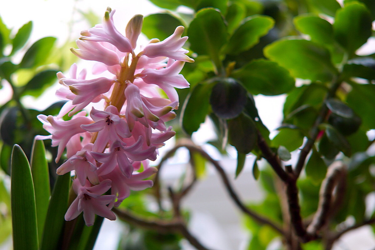 Дорогие наши Женщины с 8 Марта !!! - Сеня Белгородский Дорогие наши Женщины с 8 Марта !!! - Сеня Белгородский