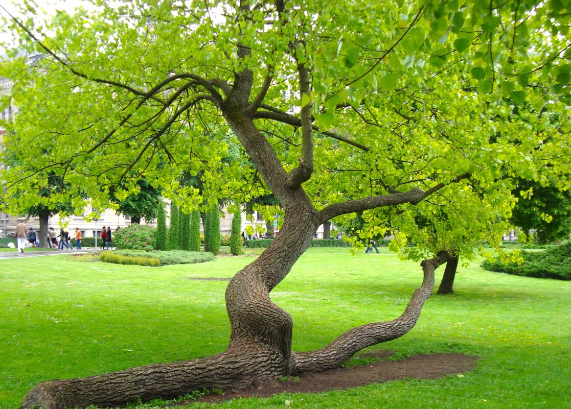 парк. дерево. - марта Камушкина