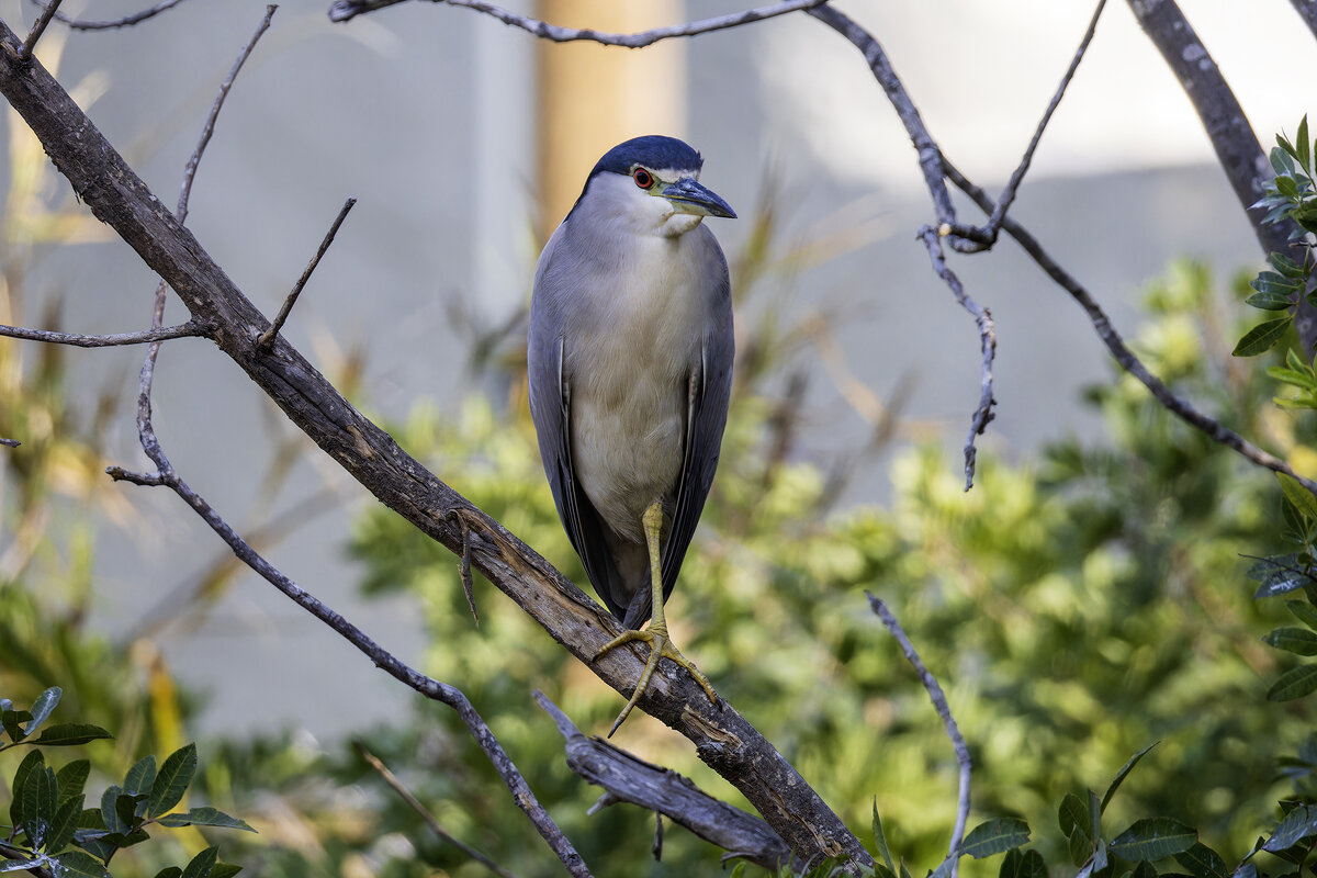 Ква-ква. - Alexander Amromin