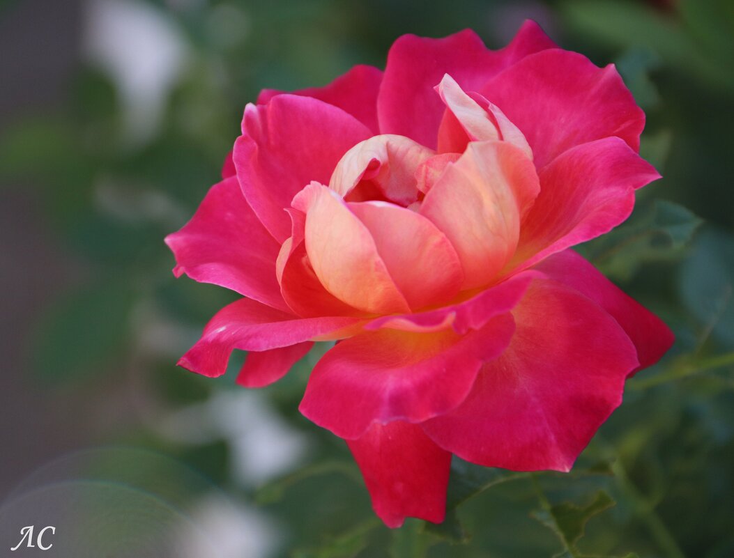 Царица цветов - Любовь Сахарова Царица цветов - Любовь Сахарова