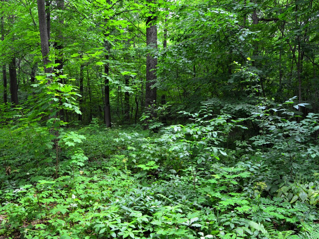 Чебоксары. Заросли рощи Гузовского! - Пётр Чернега Чебоксары. Заросли рощи Гузовского! - Пётр Чернега