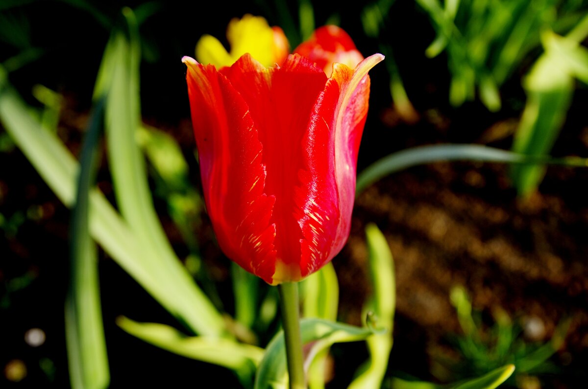 Тюльпан - Сергей Швечков Тюльпан - Сергей Швечков