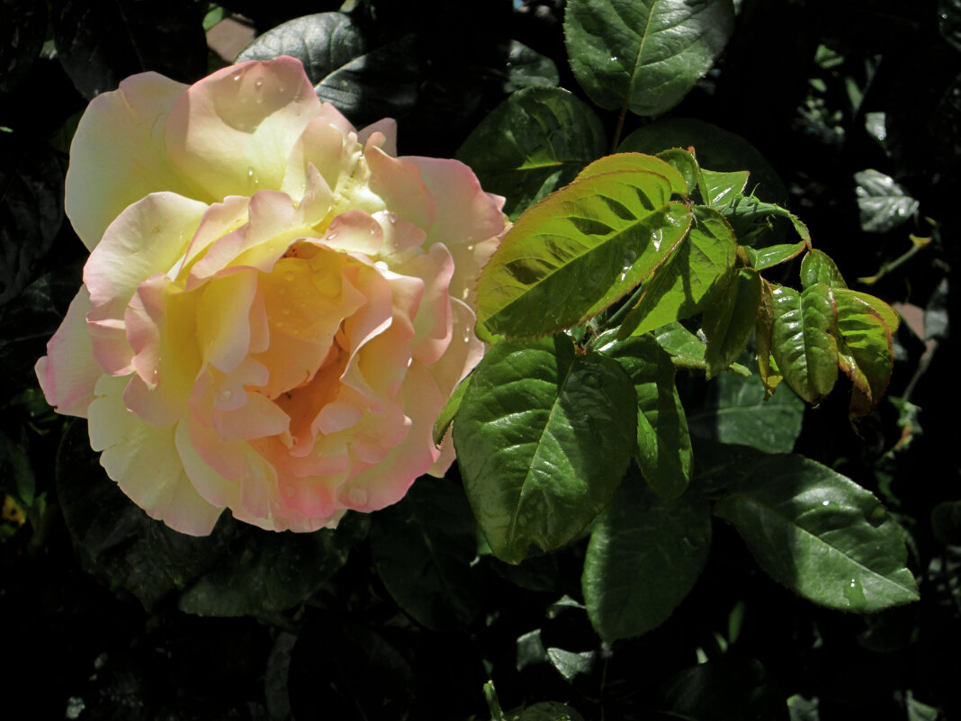 Роза Глория Дей - Валентин Семчишин Роза Глория Дей - Валентин Семчишин