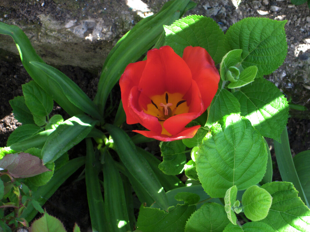 *Тюльпан - Валентин Семчишин