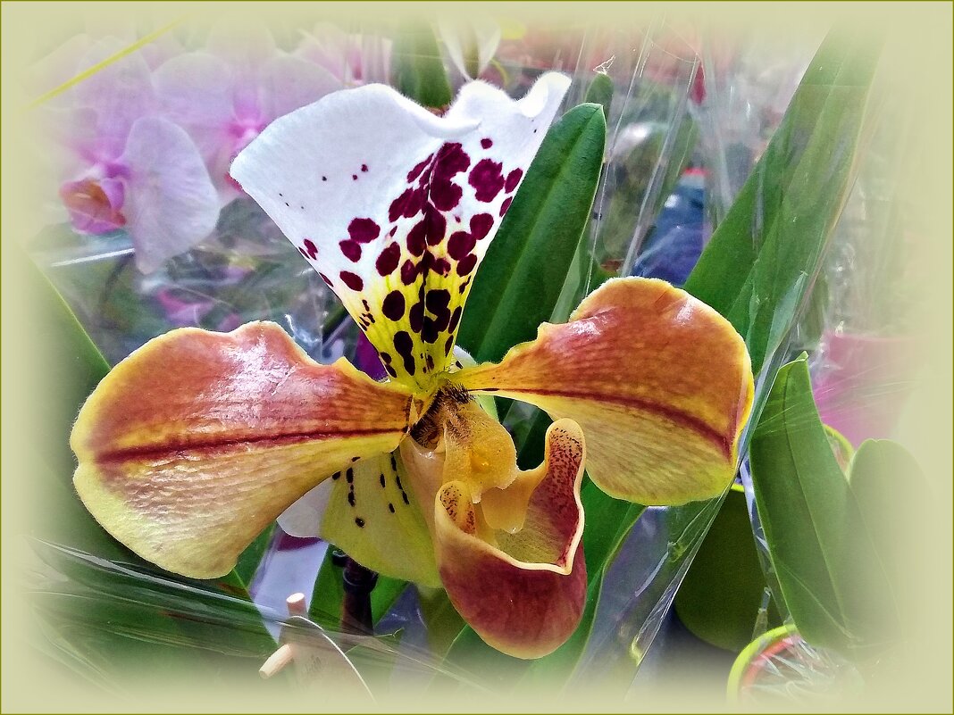 ******* - Валерия Комова ******* - Валерия Комова