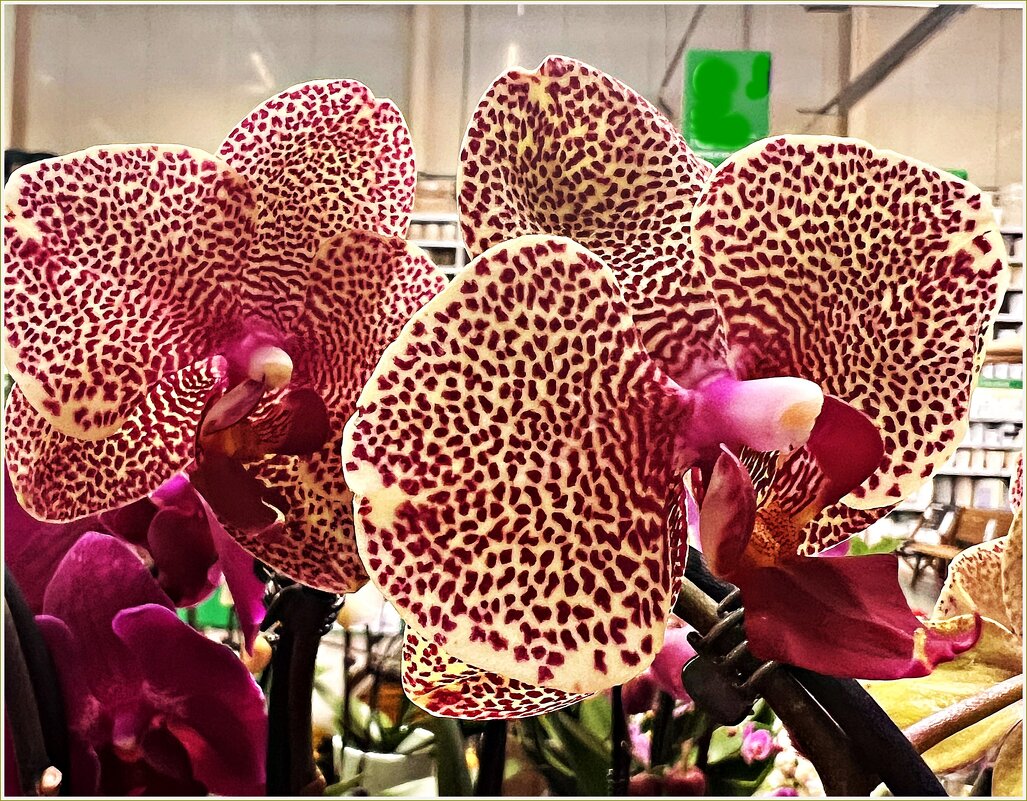 Праздничные. - Валерия Комова