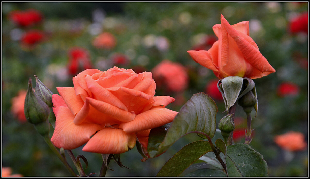 С Праздником Дорогие Женщины !! - Aleksandr Gal С Праздником Дорогие Женщины !! - Aleksandr Gal