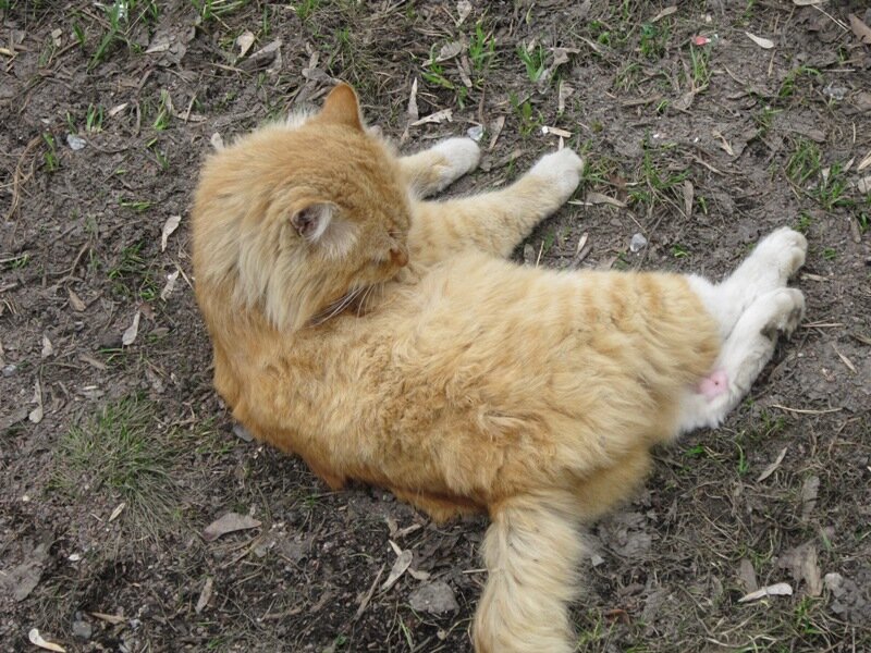 Кошка весной - Дмитрий Никитин Кошка весной - Дмитрий Никитин