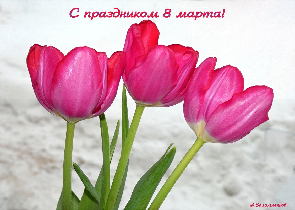 Поздравляю всех представительниц прекрасного пола с весенним праздником! - Андрей Заломленков Поздравляю всех представительниц прекрасного пола с весенним праздником! - Андрей Заломленков