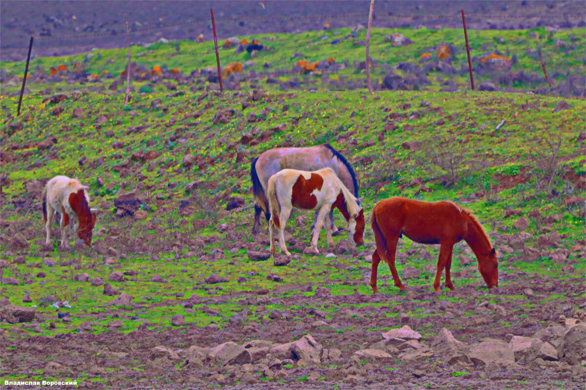 ЛАШТКИ - Владислав Воровский 