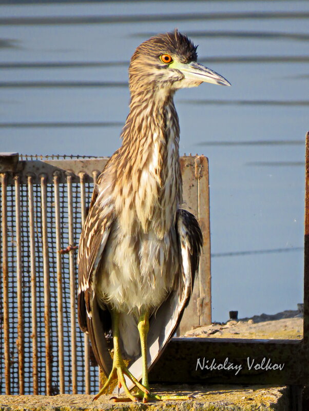 Кваква - Николай Волков