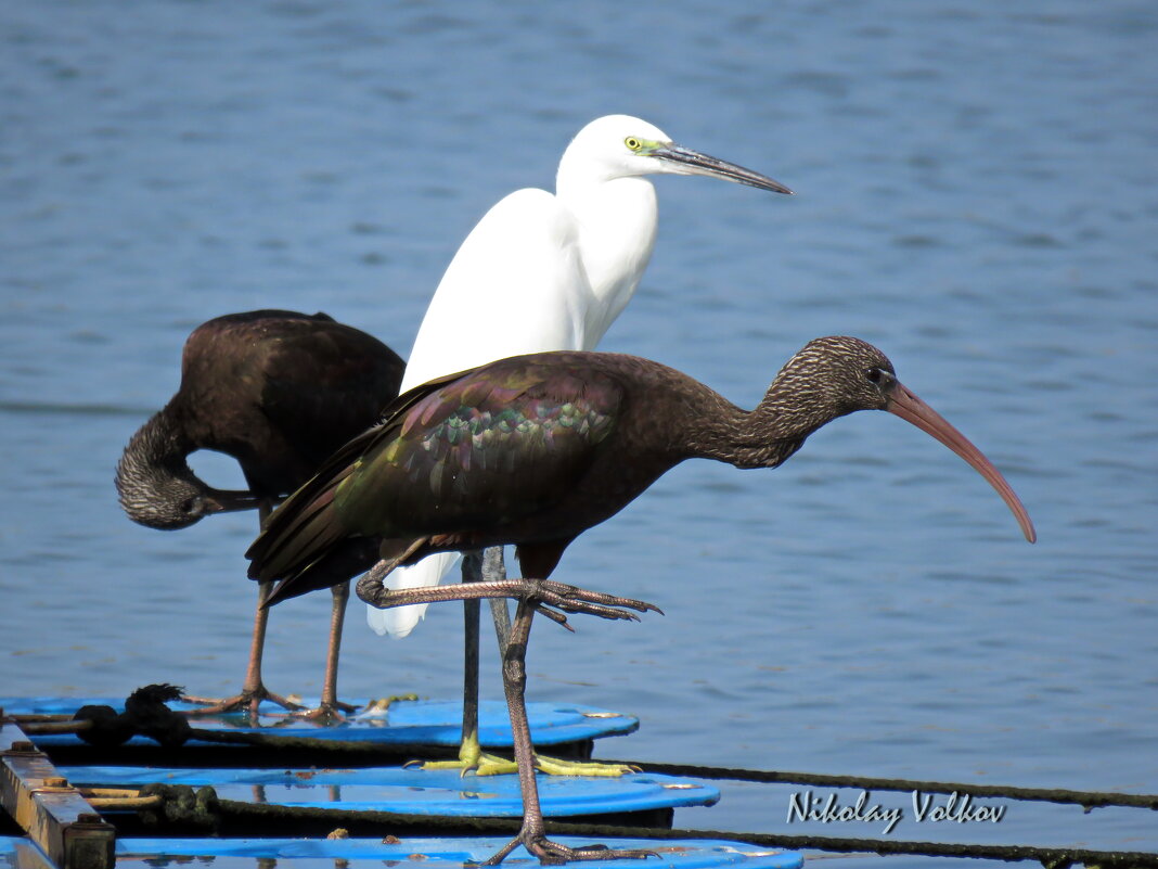 Каравайки и белая цапля - Николай Волков Каравайки и белая цапля - Николай Волков