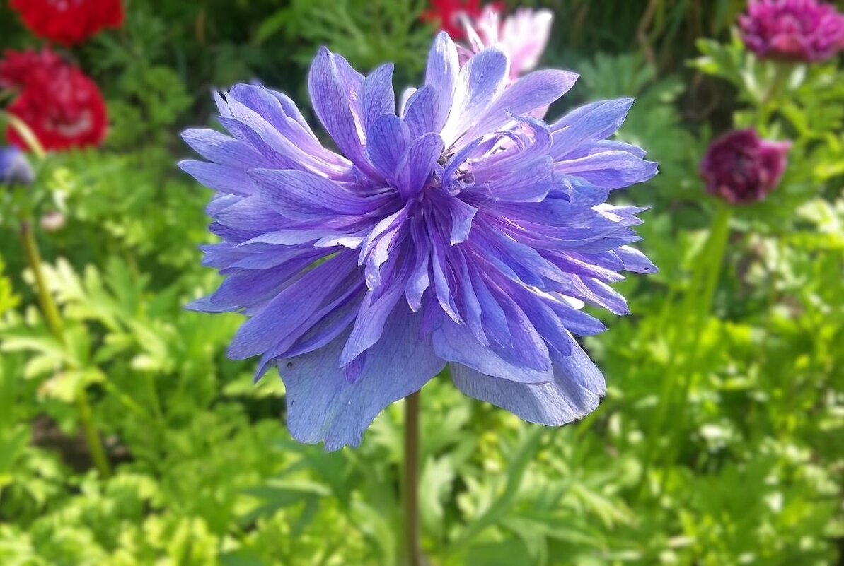 ***для кого-то...*** - Olga Oskolkova