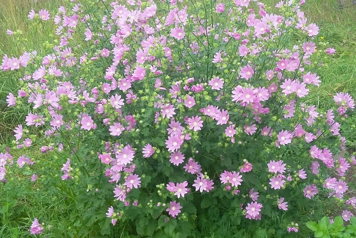 ***богатство космеи*** - Olga Oskolkova