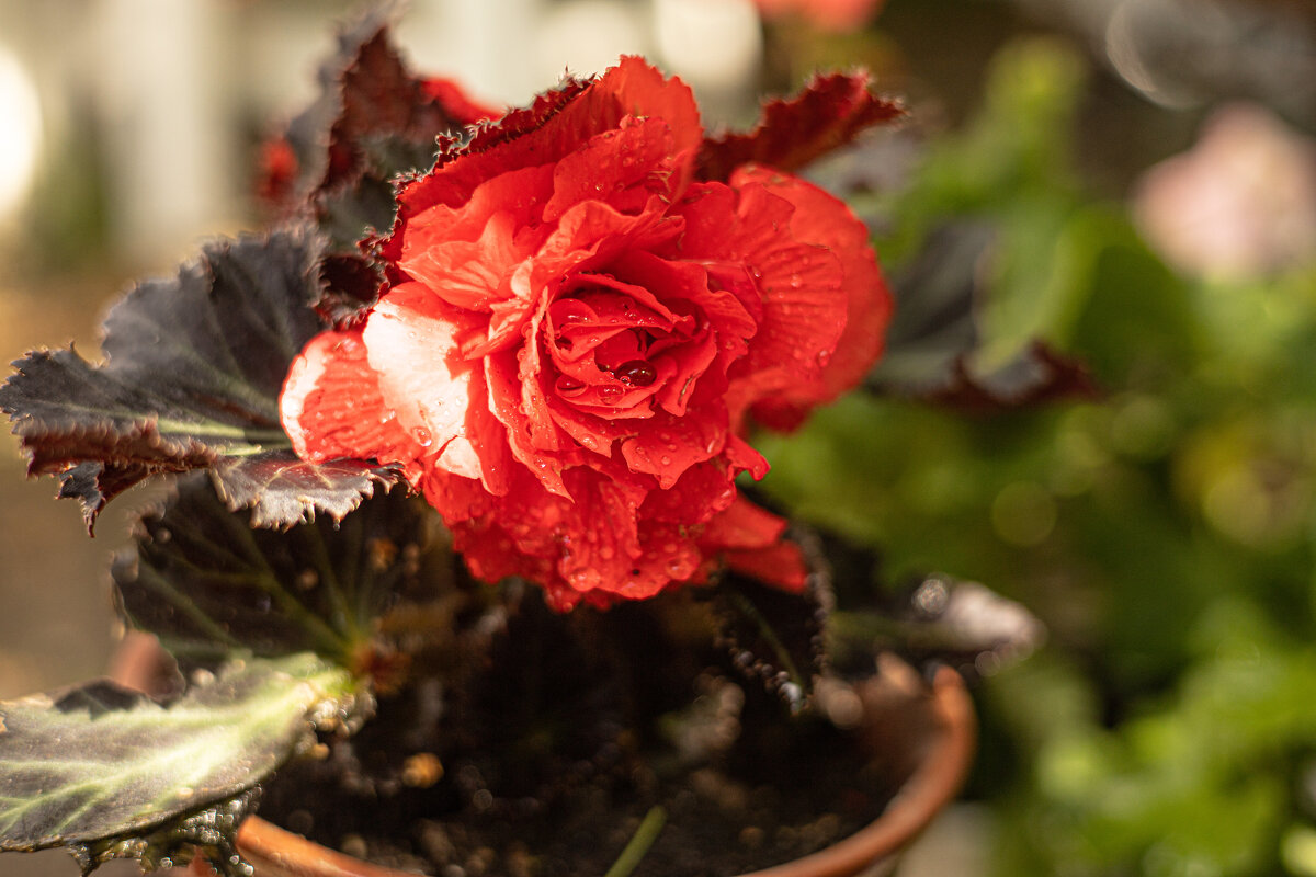 * - Анастасия Фотографовна