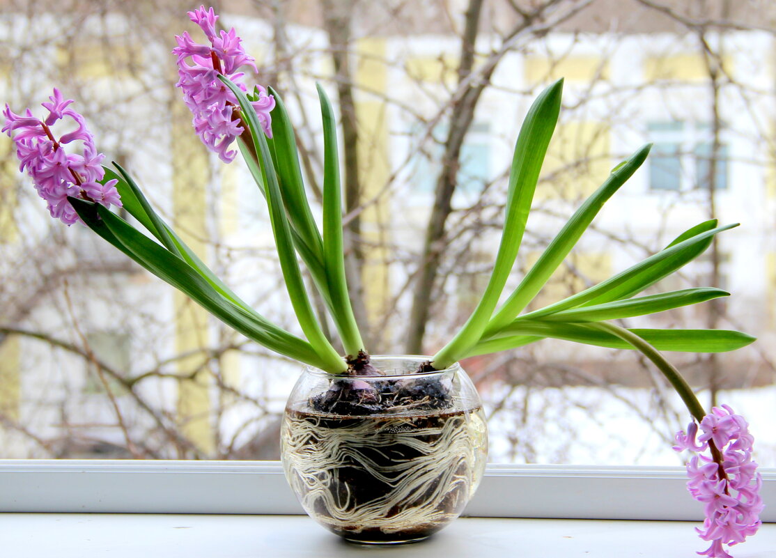 Натюрморт! - жанна нечаева Натюрморт! - жанна нечаева