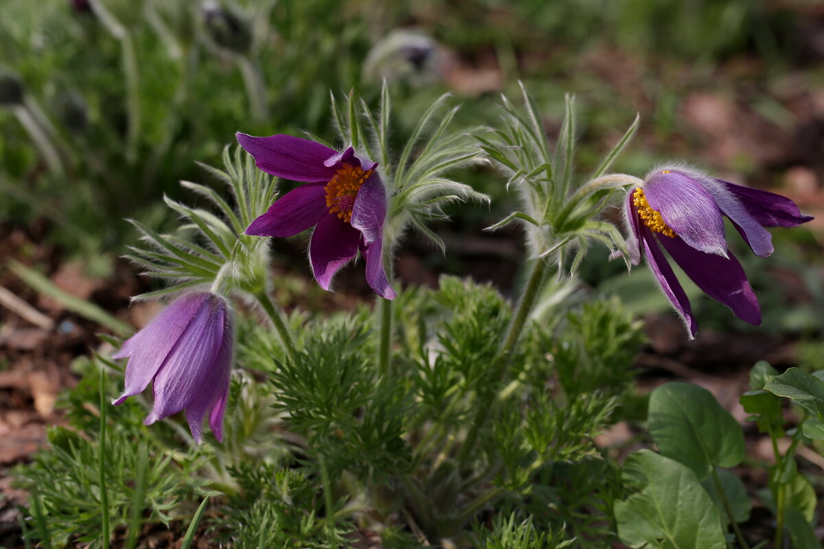 С Праздником Весны,Любви и Женского очарования!!! - Ninell Nikitina С Праздником Весны,Любви и Женского очарования!!! - Ninell Nikitina