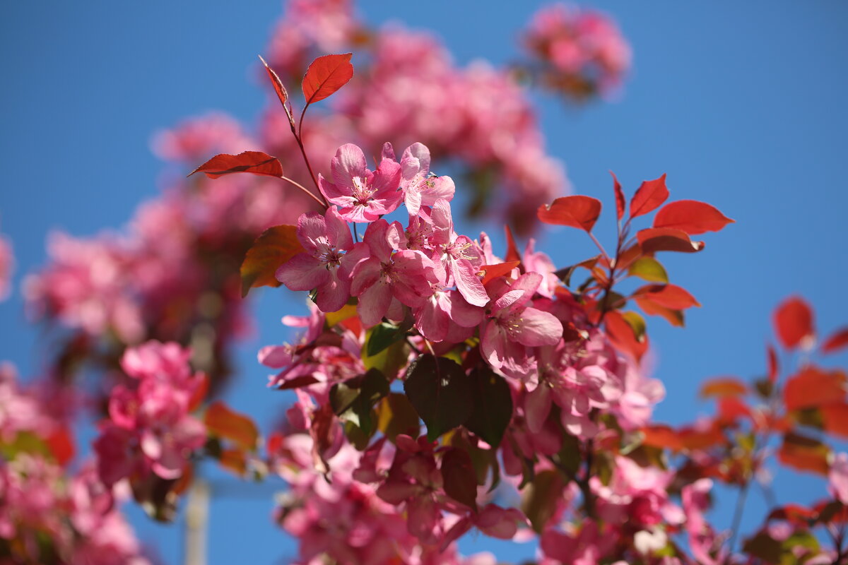С Праздником Весны,Любви и Женского очарования!!! - Ninell Nikitina С Праздником Весны,Любви и Женского очарования!!! - Ninell Nikitina