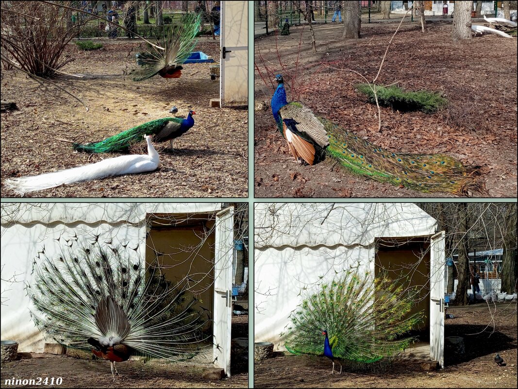 Ростов-на-Дону - Нина Бутко Ростов-на-Дону - Нина Бутко