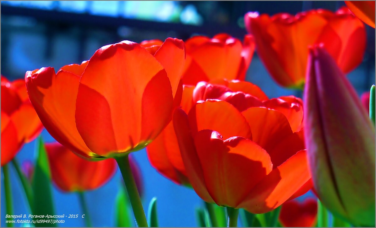 Дорогие женщины, с Днем 8 марта! - Валерий Викторович РОГАНОВ-АРЫССКИЙ Дорогие женщины, с Днем 8 марта! - Валерий Викторович РОГАНОВ-АРЫССКИЙ