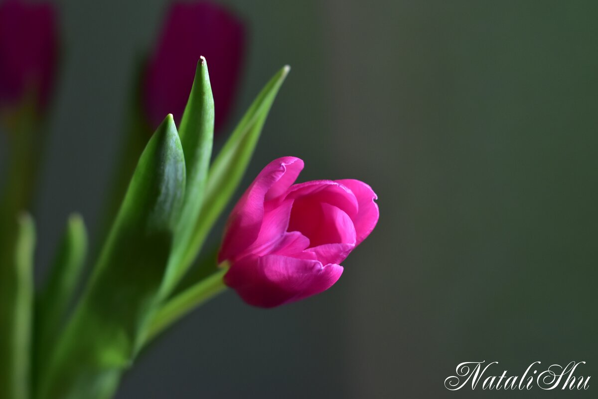 Нежность. - Наталья Вязигина