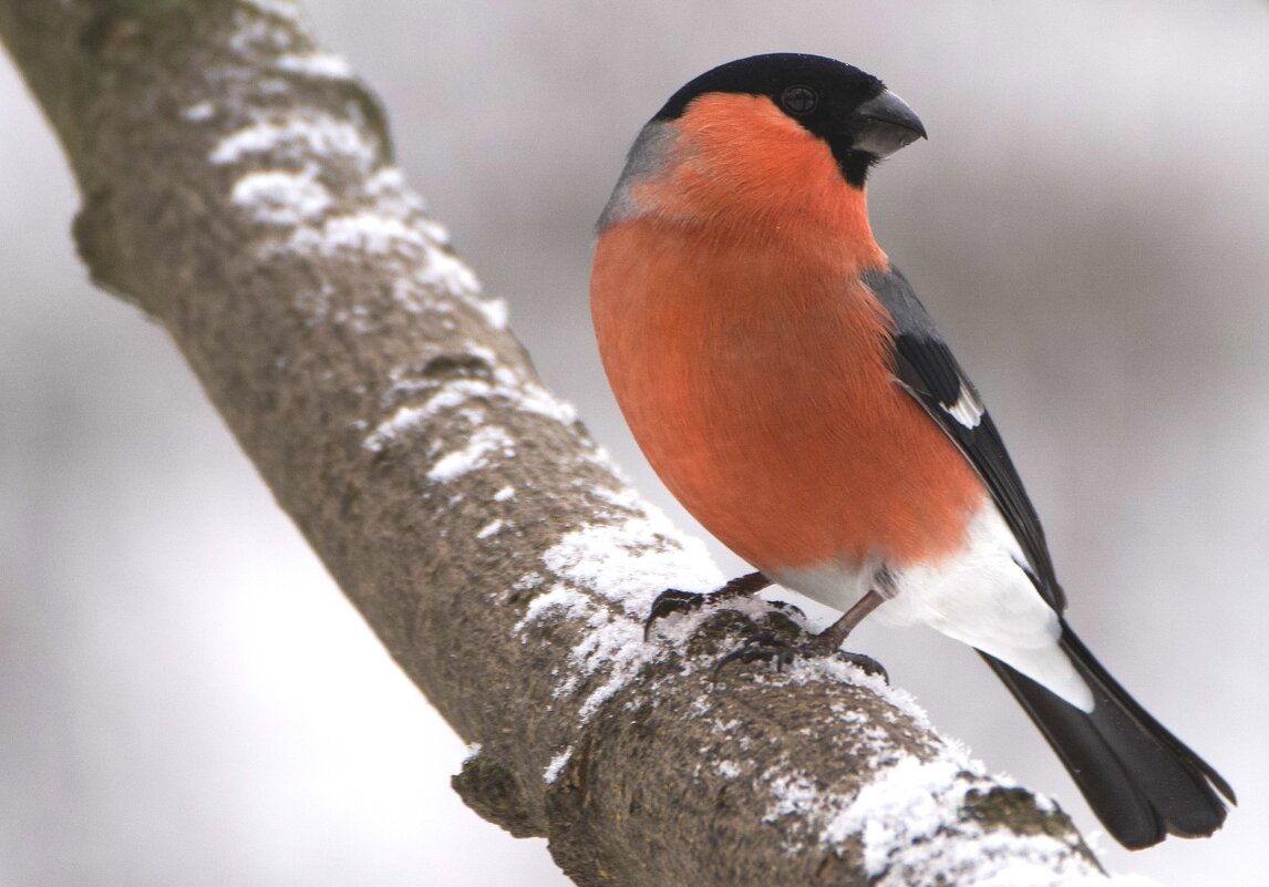 Снегирь - Виктория Снегирь - Виктория