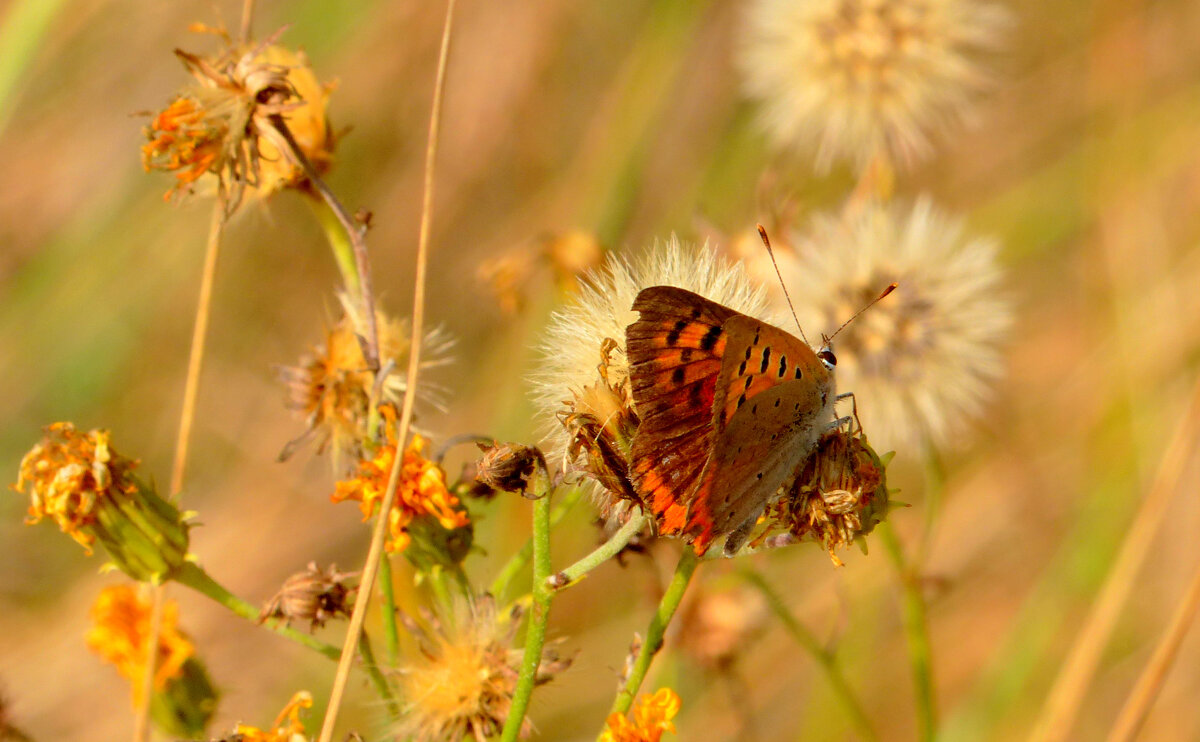 опять про бабочек 438 - Александр Прокудин