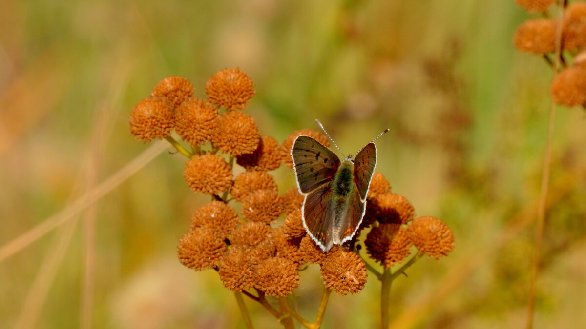 опять про бабочек 440 - Александр Прокудин