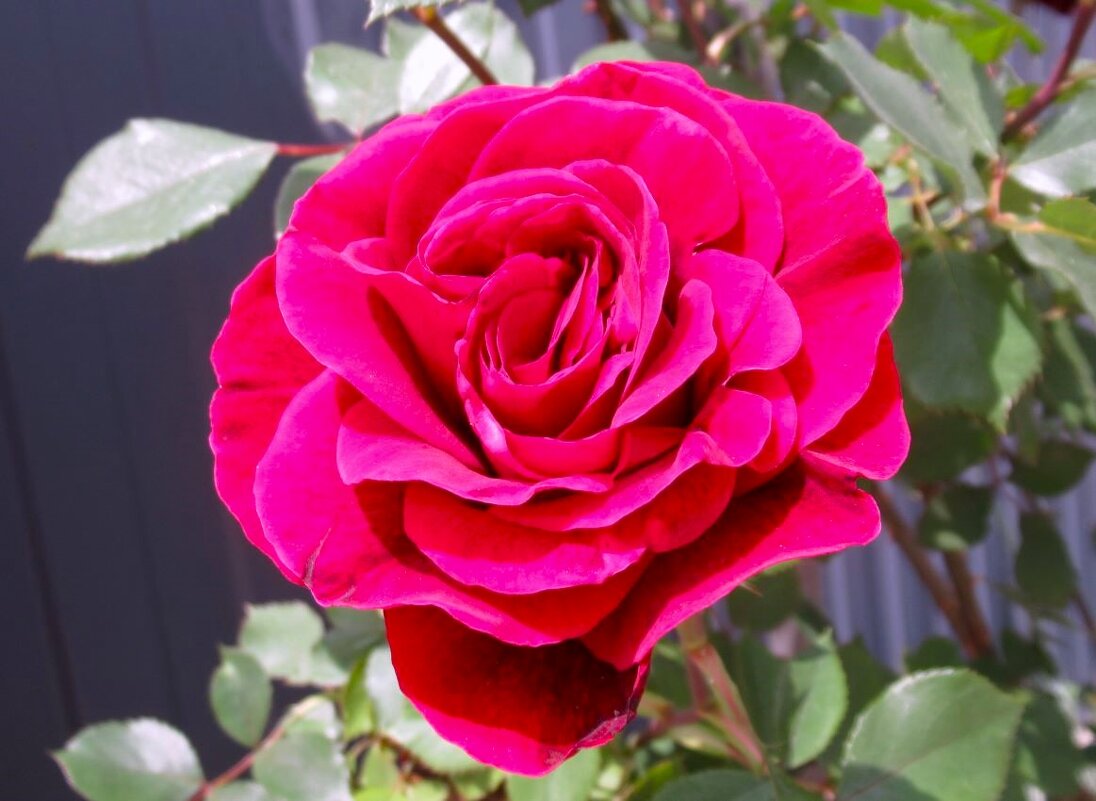 Розы... розы... - viach 