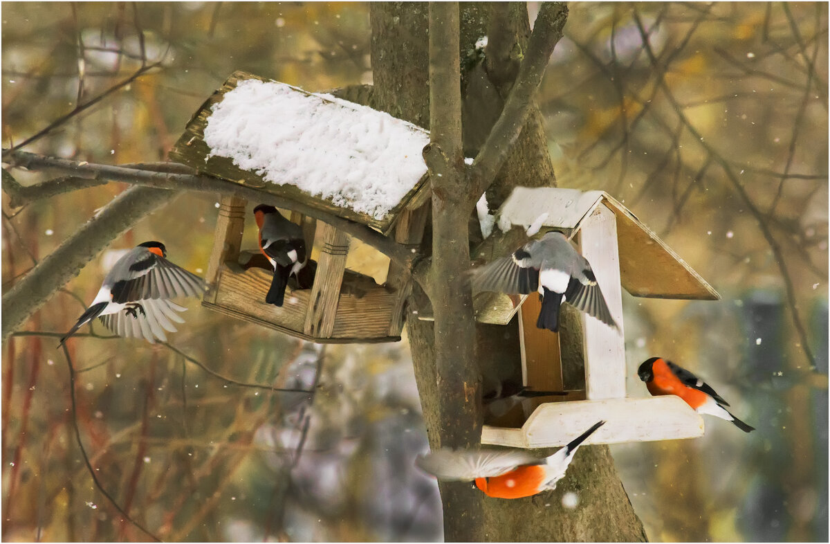 Снегири заречного парка ( Киров ) - Валентин Котляров Снегири заречного парка ( Киров ) - Валентин Котляров