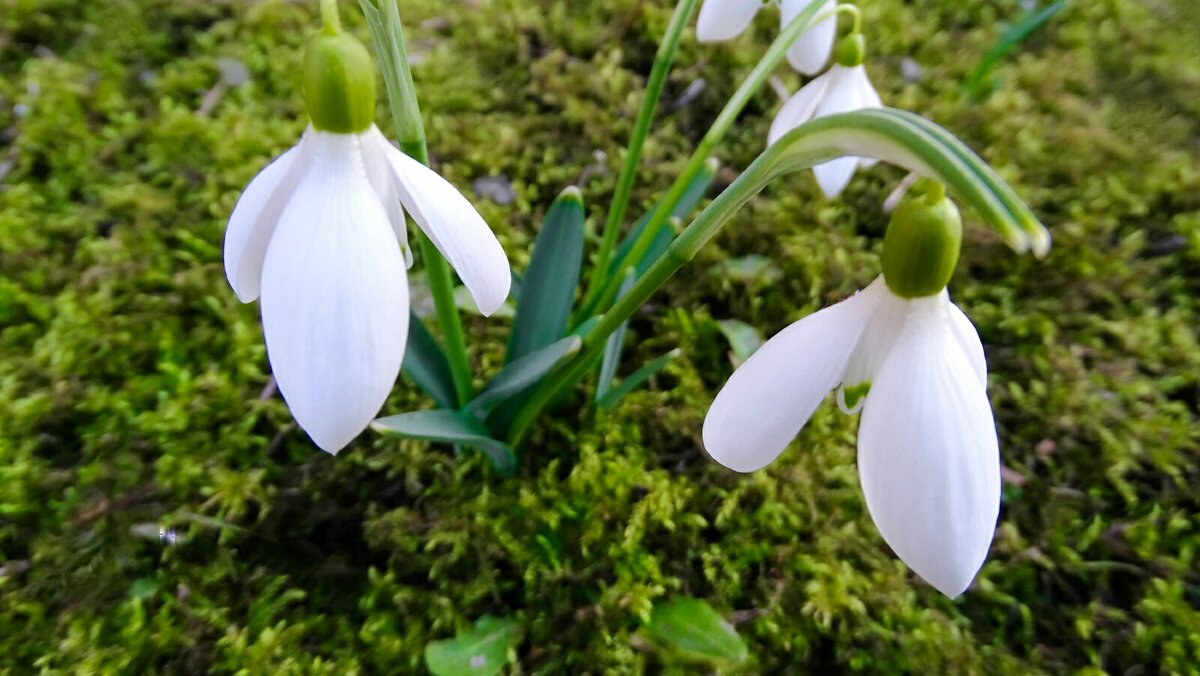 Расцвели к Дню 8-е Марта - Милешкин Владимир Алексеевич 