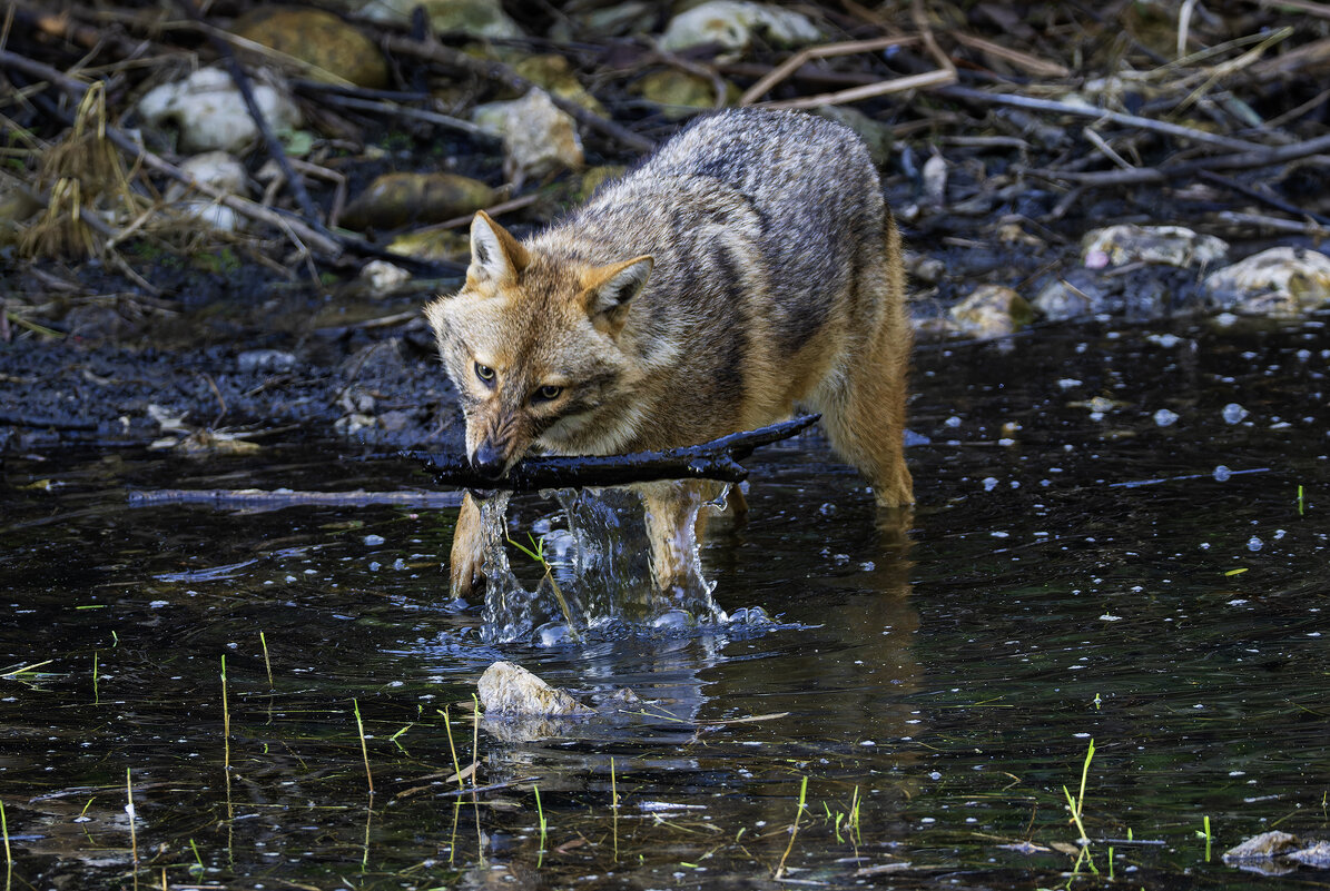 Золотистый шакал. - Alexander Amromin Золотистый шакал. - Alexander Amromin