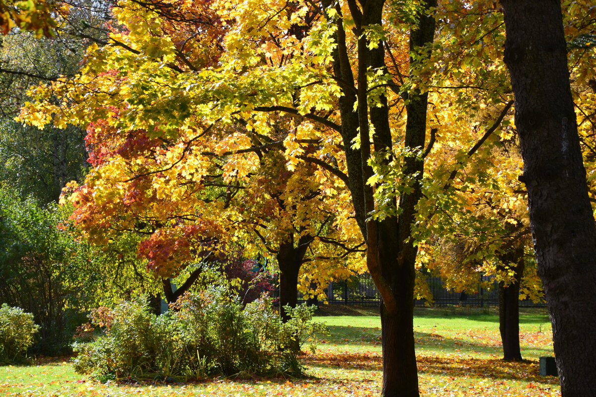 Любимая пора - Надежда 