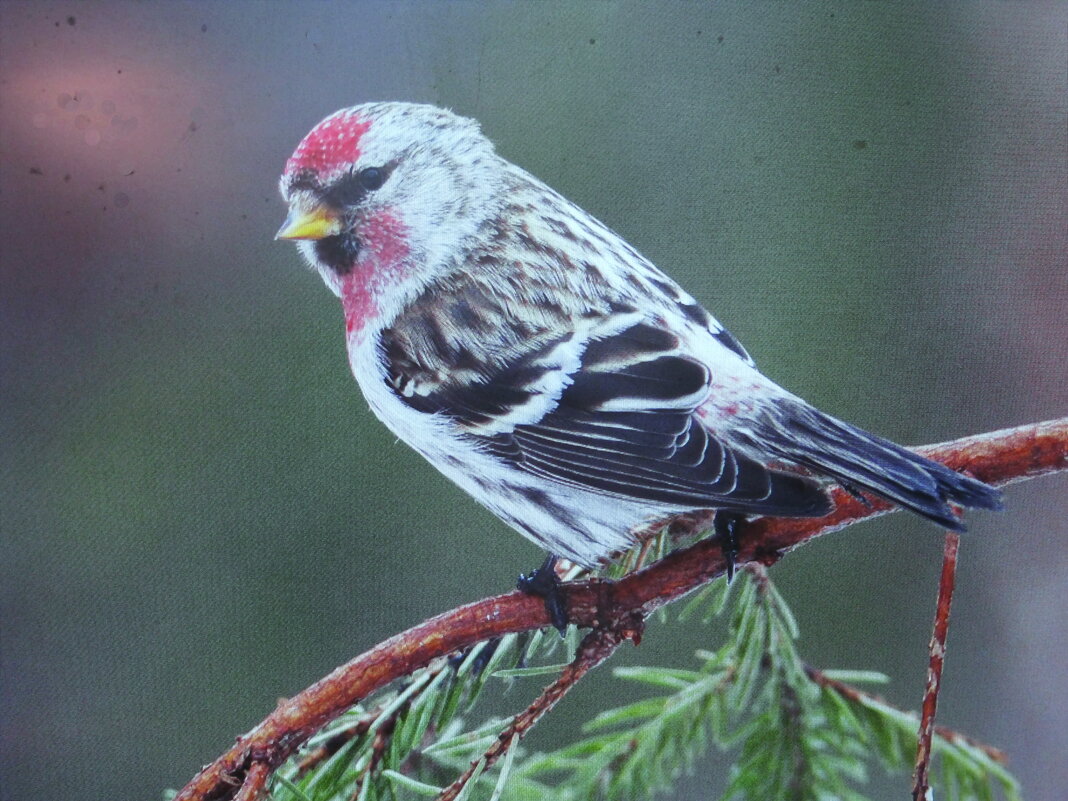 Чечётка прилетела - Людмила Смородинская Чечётка прилетела - Людмила Смородинская
