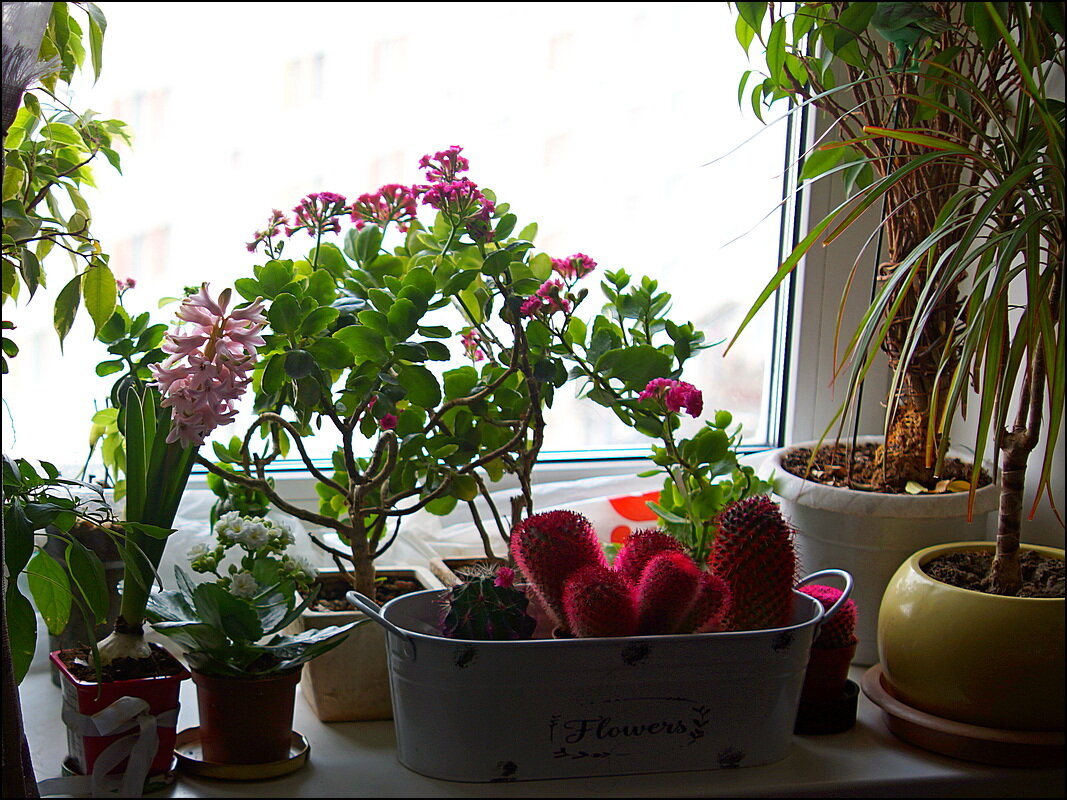 Март на подоконнике - Сеня Белгородский Март на подоконнике - Сеня Белгородский