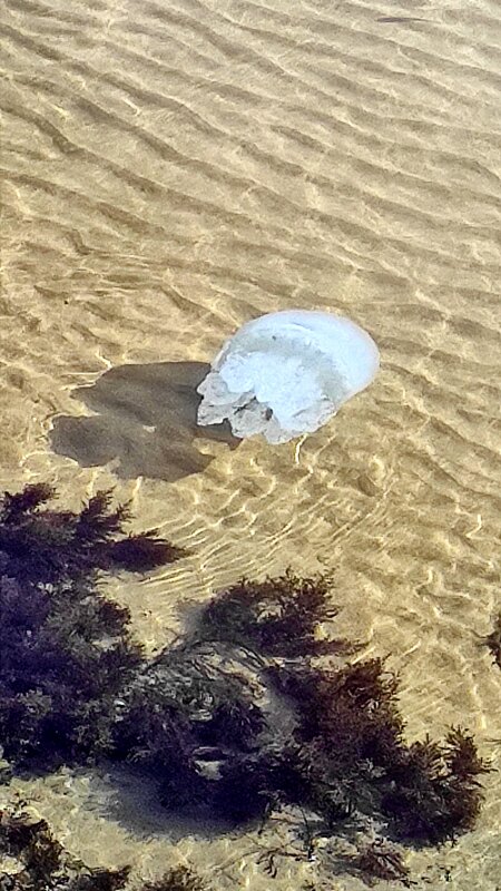 Медуза в лучах солнца - Татьяна Лютаева