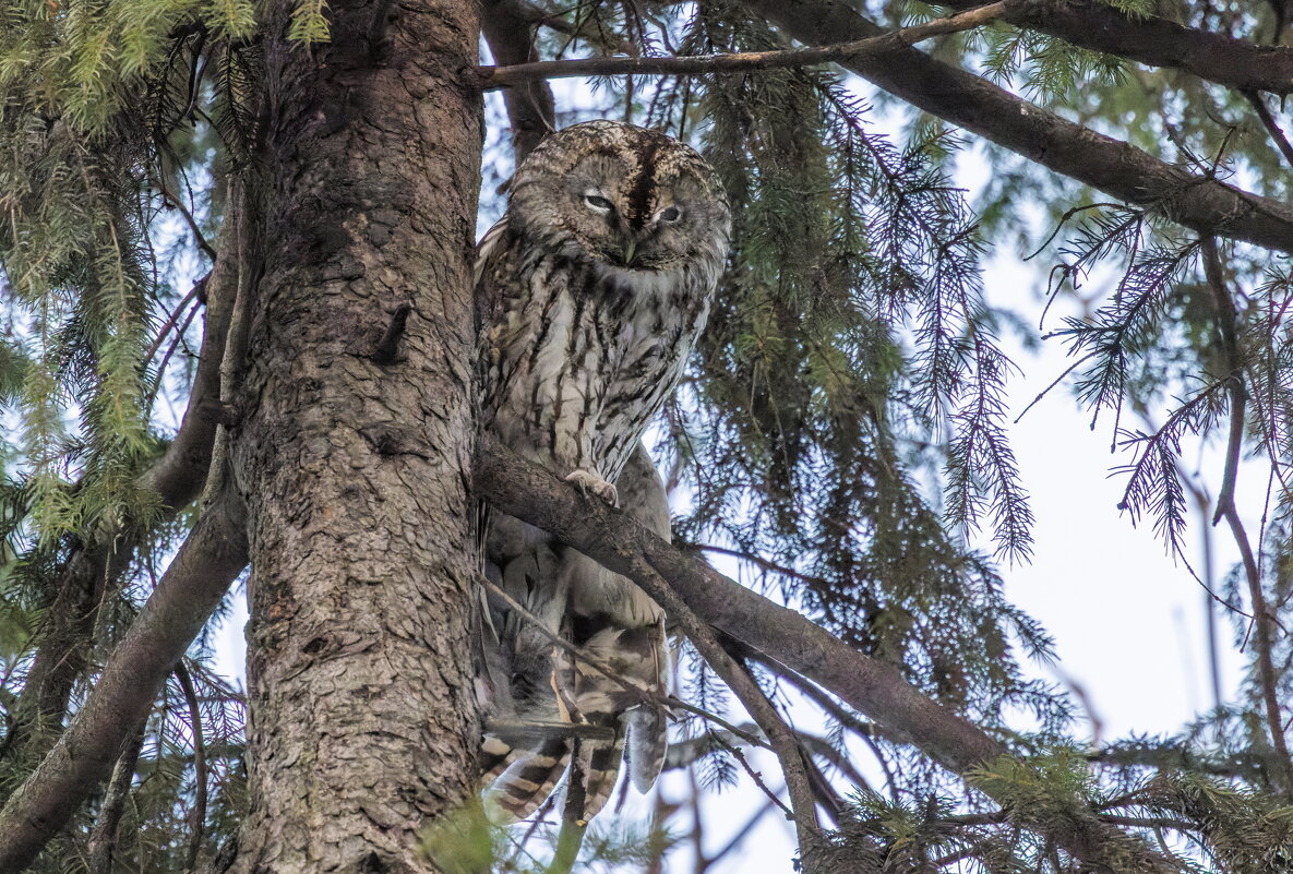серая неясыть - юрий макаров