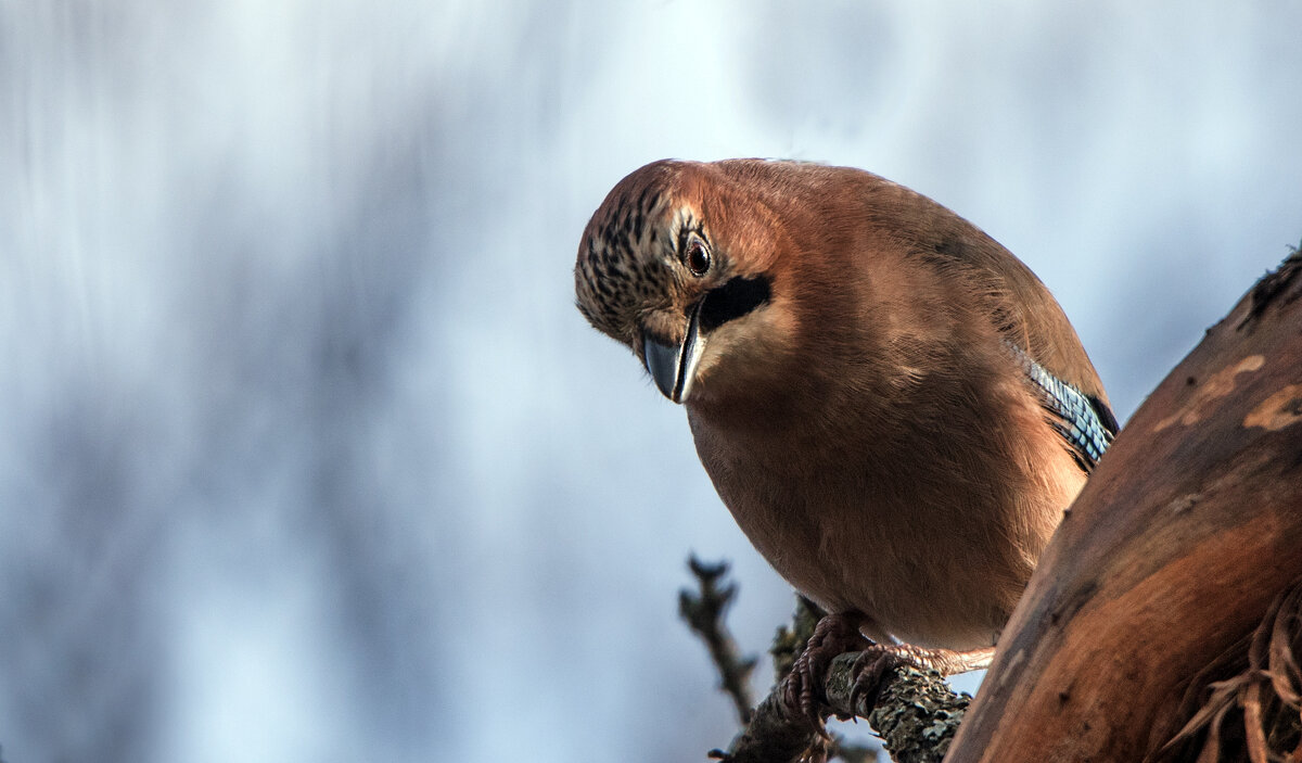 Сойка. - Владимир Безбородов Сойка. - Владимир Безбородов