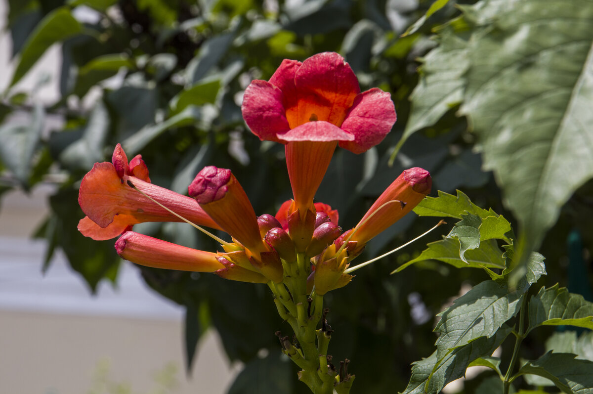 Кампсис укореняющийся - Валентин Семчишин Кампсис укореняющийся - Валентин Семчишин
