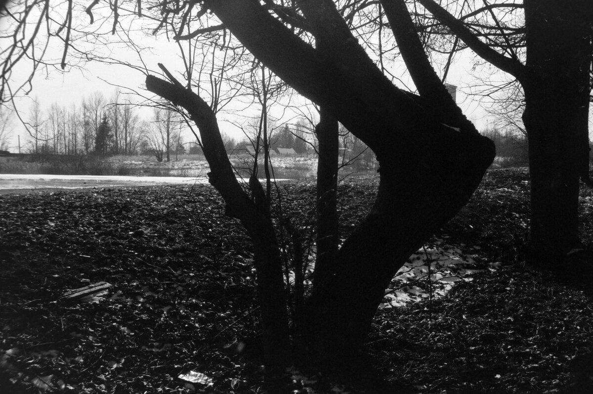 Вот такое дерево... - Олег Зоркий Вот такое дерево... - Олег Зоркий