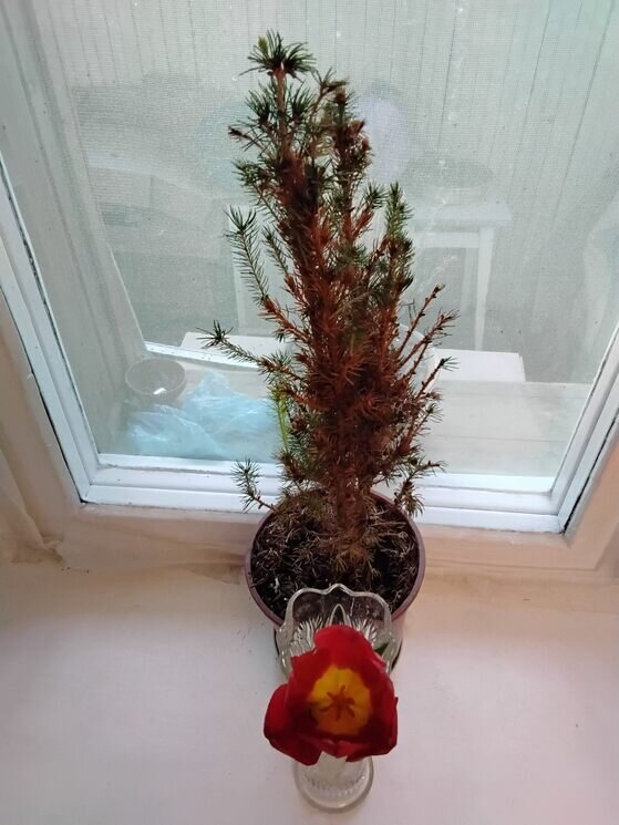 Ёлочка и тюльпанчик - Дмитрий Никитин