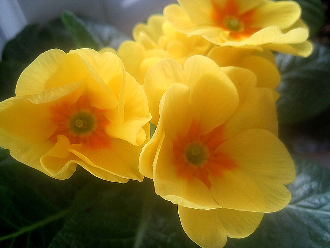 Солнечные - Елена Семигина