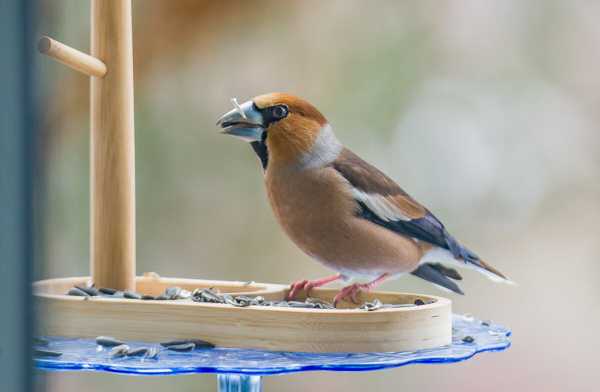 Дубонос. - Sergey (Apg)