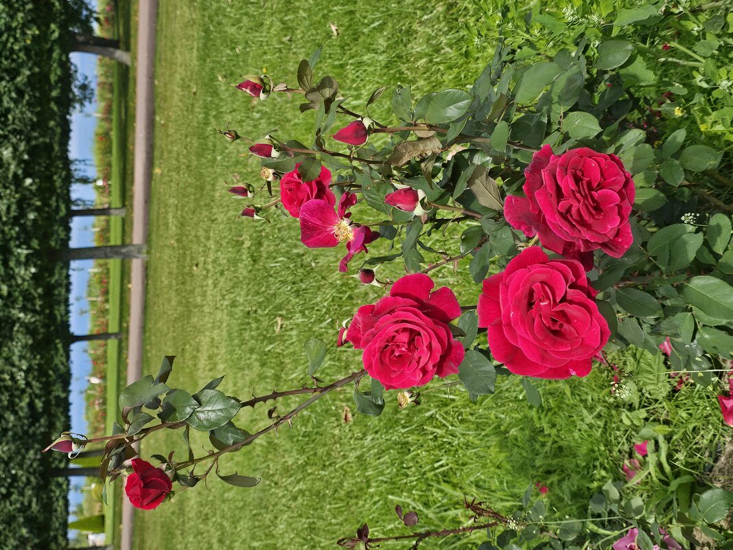 Цветы Петергофа - Юлия Голикова